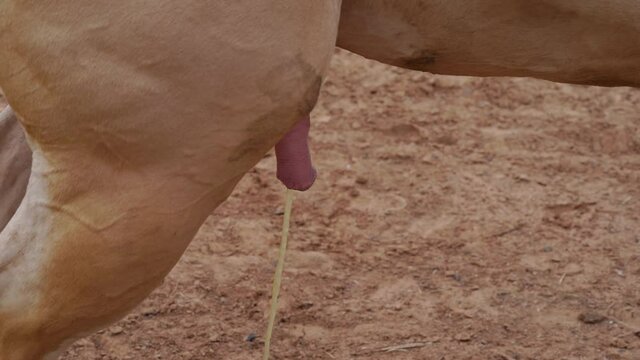 Close up genitals of a white horse  peeing.