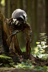 Badger in forest. Wild animal. Hunter.