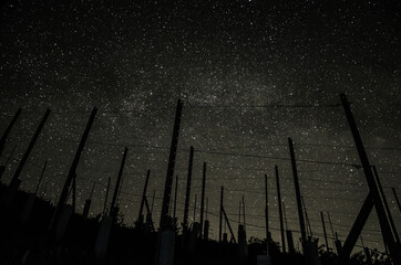Astro shot of stars in the night sky with a vineyard in the foreground