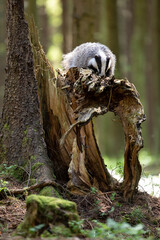 Badger in forest. Wild animal. Hunter.
