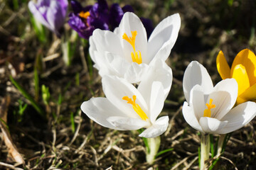 Crocus flower background. Spring growing crocus vernus plant. White flower on grass. Easter april in park. Springtime small flower.