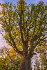The trunk of old oak tree, evening light