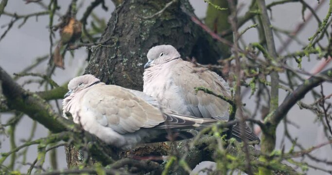 Collared Doves, Streptopelia decaocto, together perched on tree in cold winter. Collared Doves birds in love as valentine love symbol.