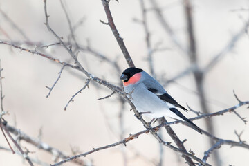 ウソ雄(Eurasian Bullfinch)
