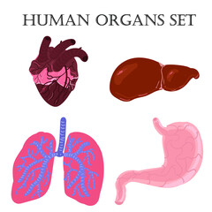 Vector illustration of a set of human organs. Concept of organs on a white background is isolated 
