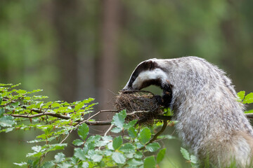 Badger in forest. Wild animal. Hunter. © Ondrej