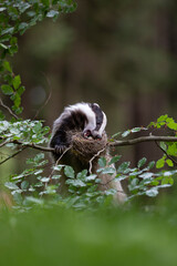 Badger in forest. Wild animal. Hunter.