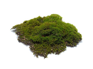 Fototapeta premium moss isolated on white background