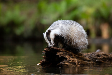Badger in forest. Wild animal. Hunter. © Ondrej