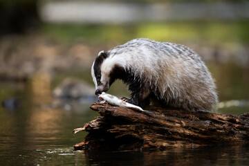 Badger in forest. Wild animal. Hunter. © Ondrej