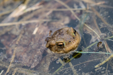 frog swimming in a pond