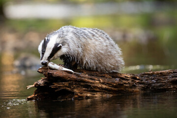 Badger in forest. Wild animal. Hunter.
