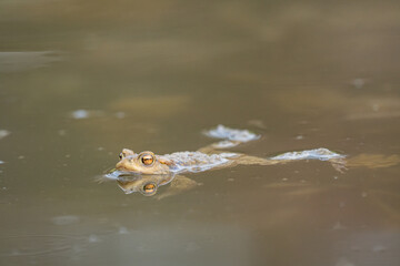 frog swimming in a pond