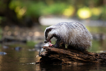 Badger in forest. Wild animal. Hunter. © Ondrej