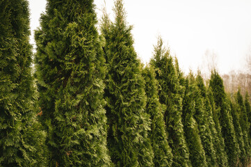 Row of green thuja trees in garden. Landscape design. White cloudy sky.