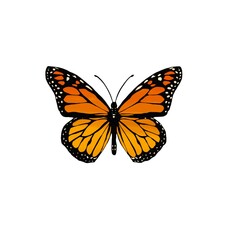 Obraz na płótnie Canvas Schmetterling Orange 