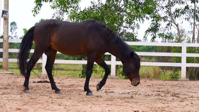 Dark brown horse beautiful elegant stallion.  