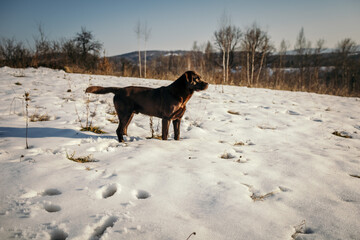 A dog standing on top of a snow covered field