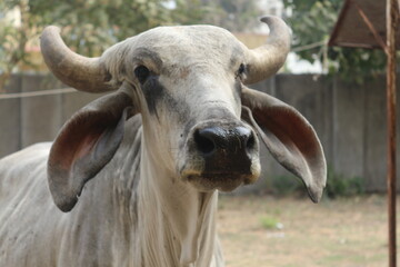 A white Cow