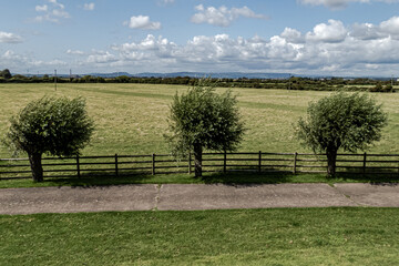 Fototapeta premium Trio of trees
