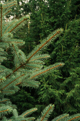 Close-up of green spruce branch. Tree in forest. Beautiful nature. White cloudy sky.
