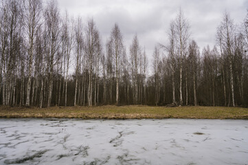 Early spring scenic landscape. Birches and pond with ice. Cloudy sky. Naked trees on shore. Beautiful nature.