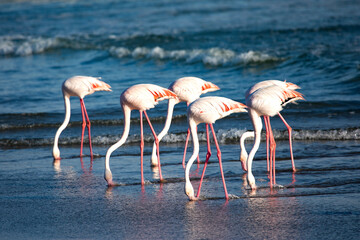 Flamingos on the shore in Namibia