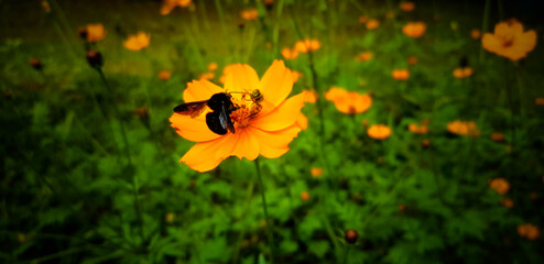 yellow flowers and bee in the garden