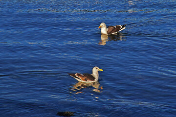 The gull in Ushuaia city on Tierra del Fuego, Argentina
