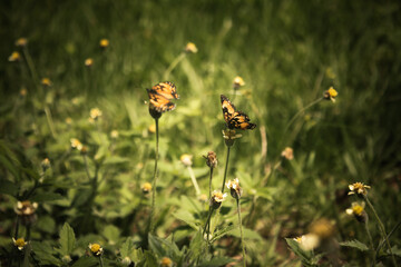 butterflies on small flowers in the garden