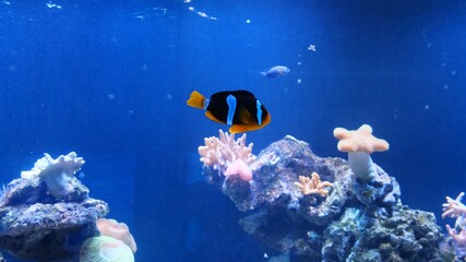 Tropical colorful fish on a coral reef.