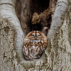 Sleeping owl in a tree, Rhenen/Wageningen Grebbeberg