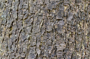 Selective focus of Tree bark for texture background.