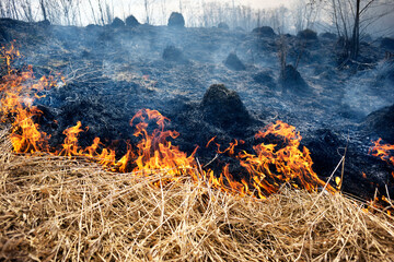 Fire burns grass and forest