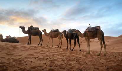 Fototapeta na wymiar Sunset over the dunes in the Sahara desert. Beautiful sand landscape with stunning sky and camel caravan.