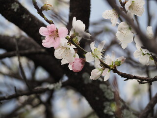 ピンクと白のハナモモ
