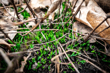 Natural background with green grass sprouts in the forest