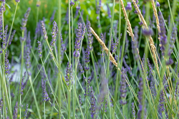 grass and lavender in the wind