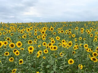 Visão panorâmica de um campo de girassol