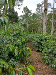 Colombia Valle del Cocora