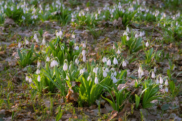 Beautiful snowdrops in spring forest