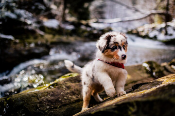 Adorable Australian Shepherd puppy on mountains adventure.