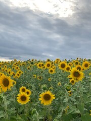 Visão panorâmica de um campo de girassol