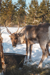 An adult deer shedding its old antlers at the end of winter