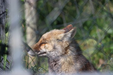 Lobo en cautividad en plena naturaleza , lobo iberico , europeo y de la tundra 