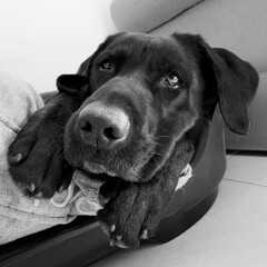 Black and white photo of the head and 2 paws of a  sweet and tender black labrador retriever lying...