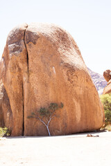 Plants growing out of rocks in Namibia, Africa