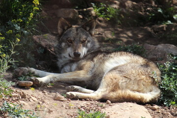 Lobo en cautividad en plena naturaleza , lobo iberico , europeo y de la tundra 
