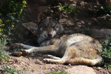 Lobo en cautividad en plena naturaleza , lobo iberico , europeo y de la tundra 