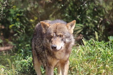 Fototapeta premium Lobo en cautividad en plena naturaleza , lobo iberico , europeo y de la tundra 